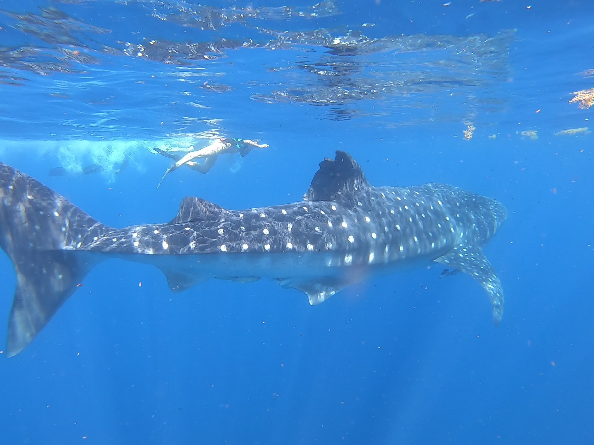 Nado con tiburón ballena